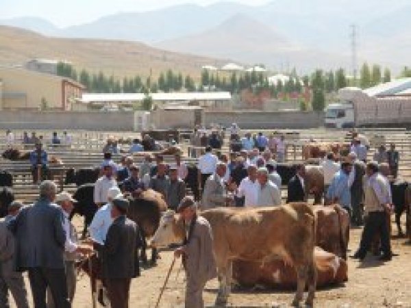 Van’da kurbanlık pazarı hareketlendi