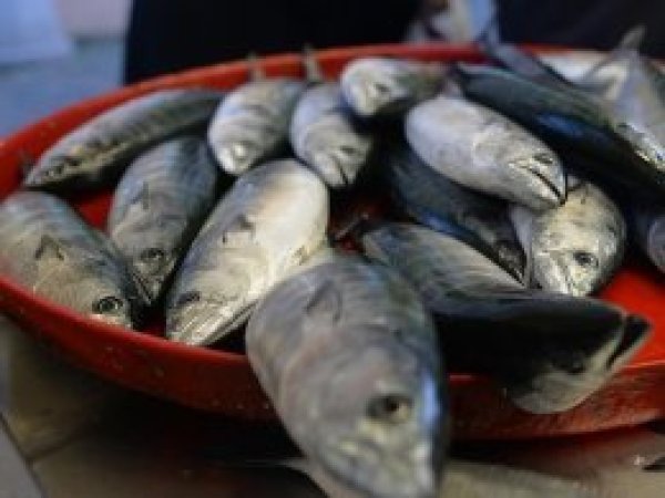 'Balık fiyatları en az yüzde 50 ucuzlayacak'