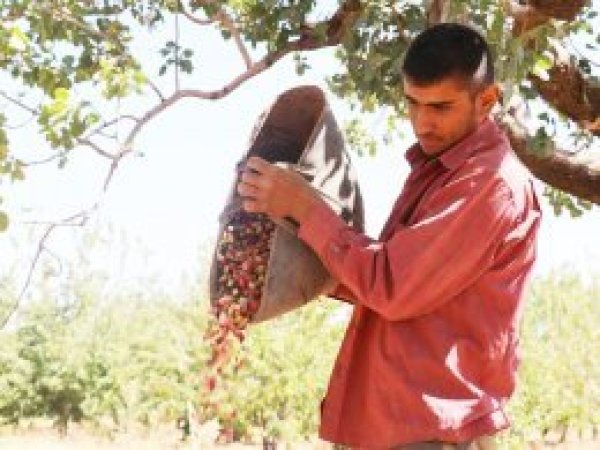 Antep fıstığı hasadı devam ediyor