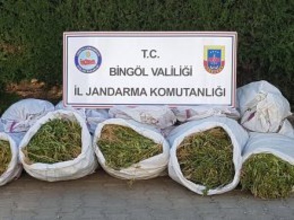 Bingöl'de bir milyon kök Hint keneviri ele geçirildi 