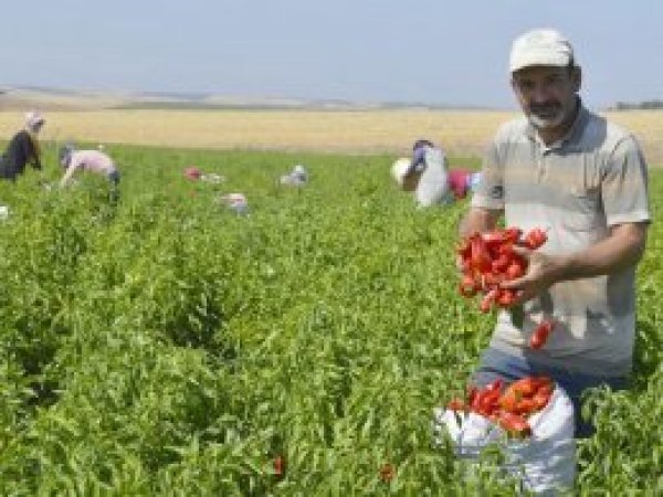 Hilvanlı çiftçiler emeğinin karşılığını alamıyor