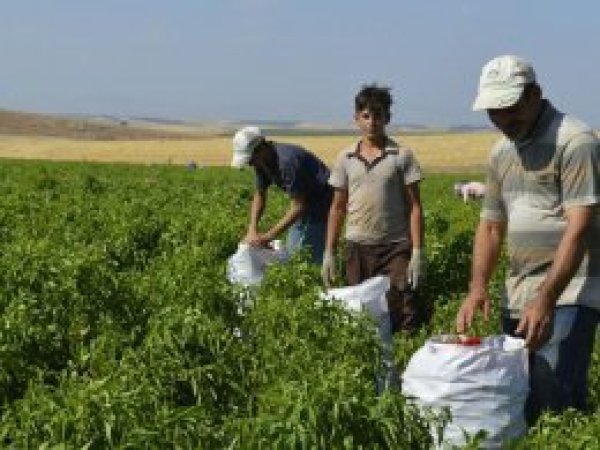 Tatilde çalışan öğrencilerin okul heyecanı