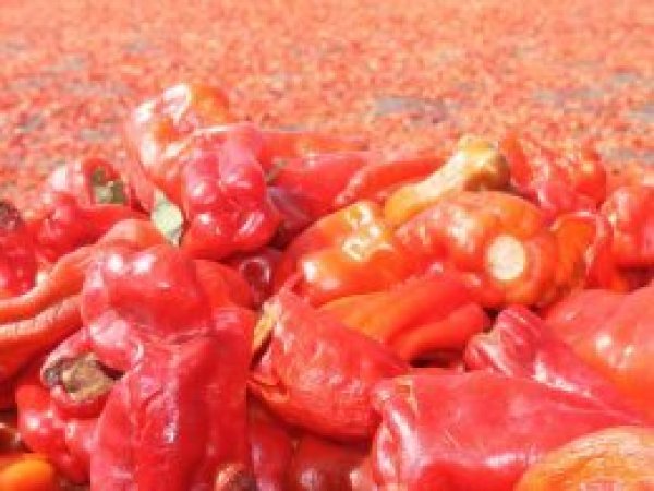 Şanlıurfa'da isot festivali düzenlenecek
