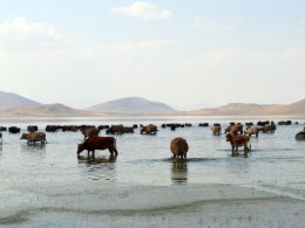 Hayvanlarını gölde otlatıyorlar