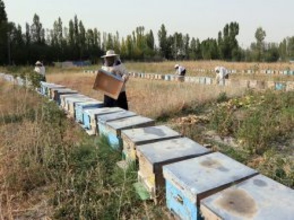 Vanlı kadın arıcılar bal hasadını yaptı