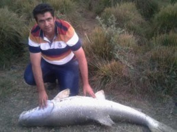Fırat Nehri’nden 43 kiloluk balık avladı