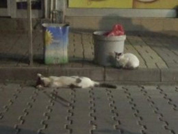 Yavru kedi ezilen annesinin başından ayrılmadı
