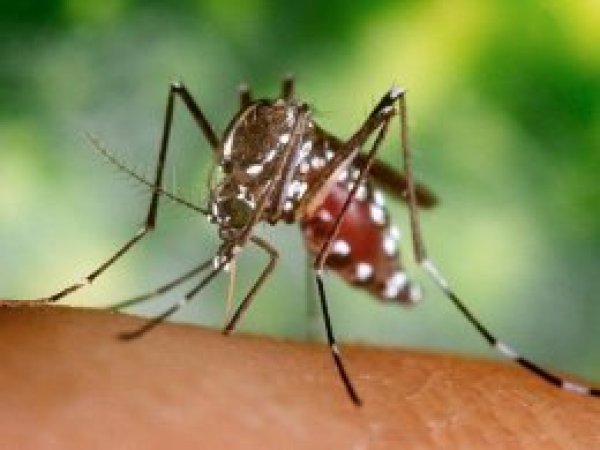 'Türkiye'de zika virüsü bulunmamaktadır'