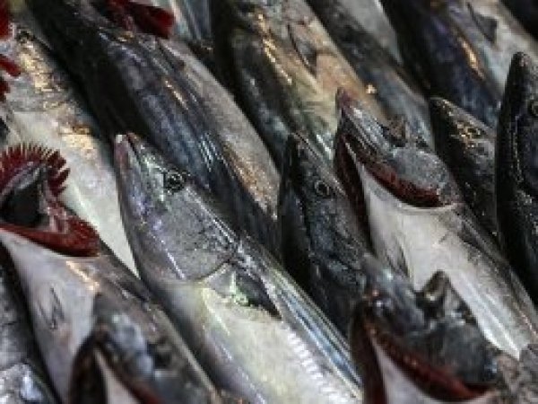 'Palamudu sezonunda bol bol tüketin'