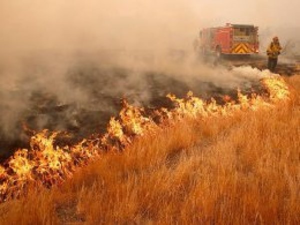 California'daki orman yangınlarında bilanço ağırlaşıyor 