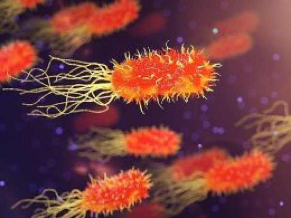 OECD'den 'antibiyotiklere dirençli bakteri' uyarısı
