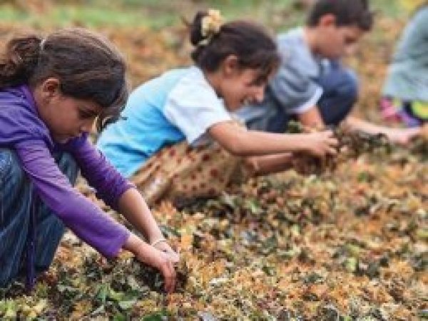 "Türkiye’de bir milyona yakın çocuk işçi var"