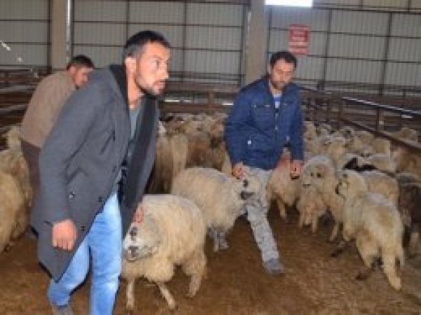 Köyüne geri dönene 300 koyun+maaş