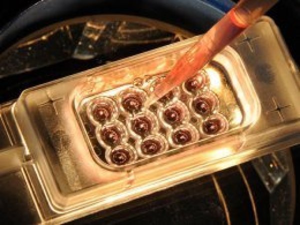 Laboratuvar ortamında ilk kez insan yumurtası geliştirildi