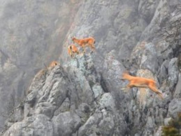 Torosların 'cesur' sakinleri görüntülendi