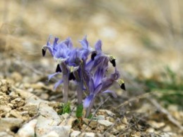 Nevruz çiçekleri baharı erken müjdeledi