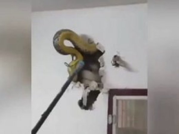 Duvara gizlenen dev piton görenleri şaşkına çevirdi