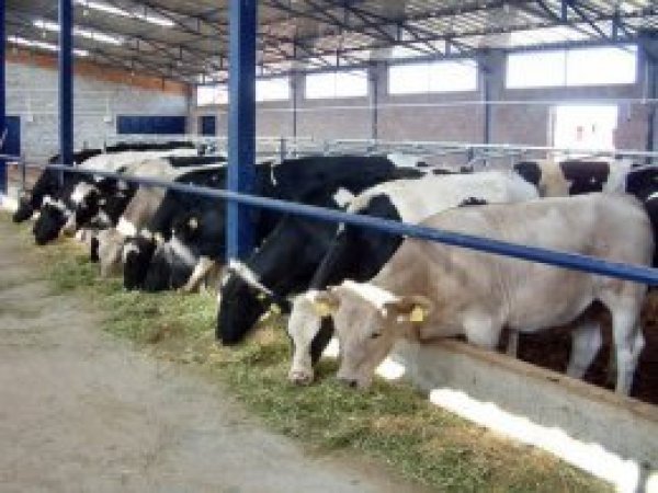 500 bin canlı hayvan ithal edilecek