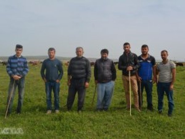 Ani hayvan ölümleri köylüleri endişelendiriyor