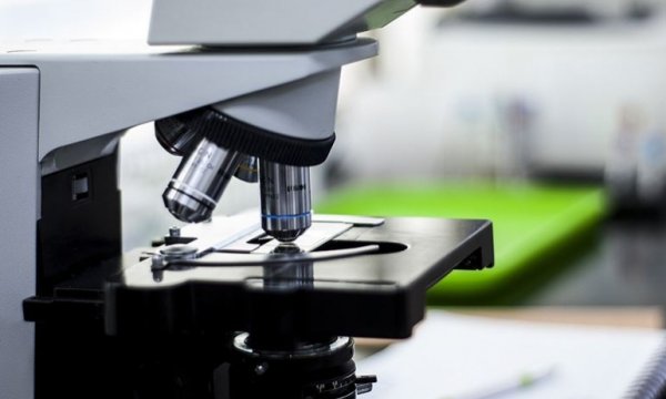 Dünyanın en ölümcül mantarlarından biri tespit edildi