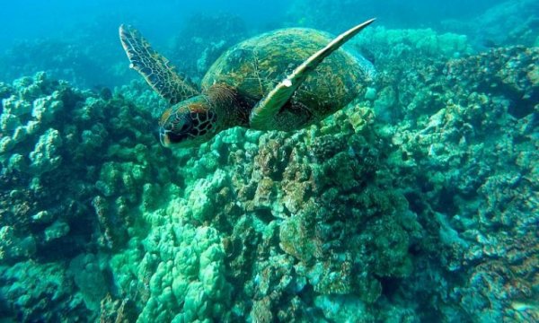 Araştırma: Küresel ısınma okyanuslardaki oksijen seviyesini düşürüyor
