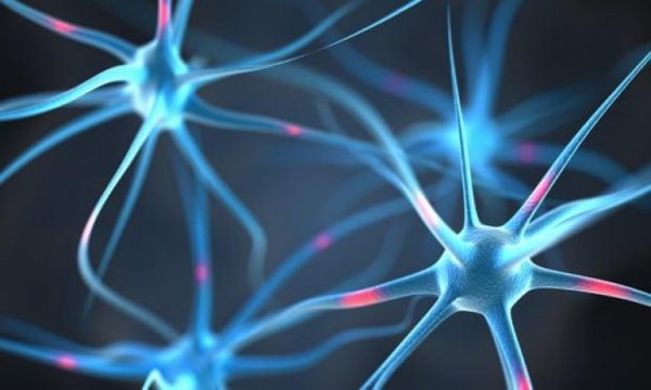 Felç ve Alzheimer’a karşı etkili olabilecek yapay nöron üretildi