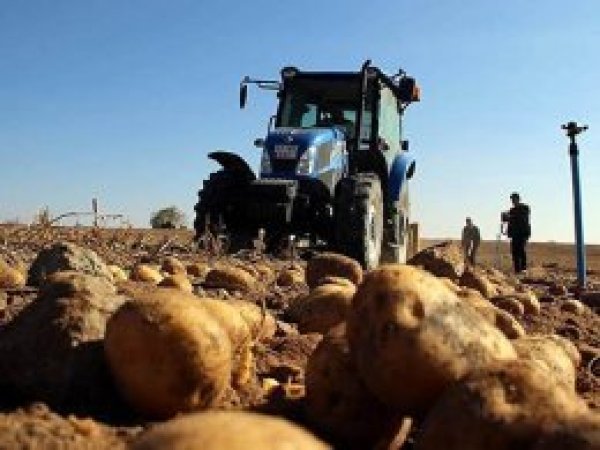 Türkiye patates fiyatı artışında dünya ikincisi