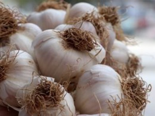 Sarımsağın atığı da antioksidan açısından değerli