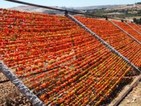Antep mutfağının vazgeçilmezi kurutmalık iskeleye asıldı