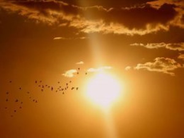 Avrupa'da 'yeni sıcak hava dalgası' alarmı