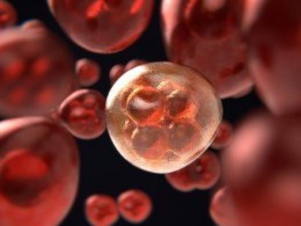 Kanserin bir numaralı düşmanı!
