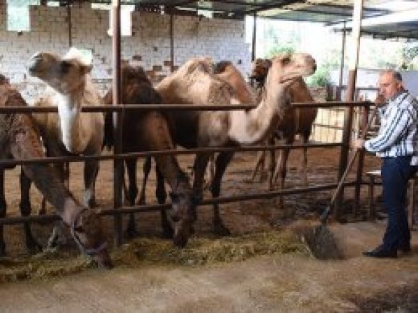 Kurbanlık develer 15 bin liradan satışta