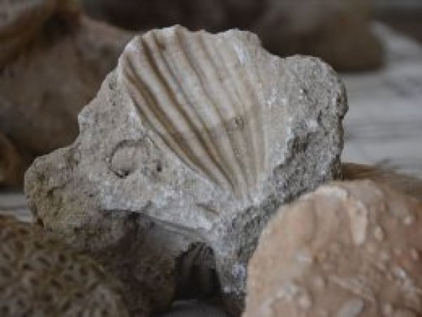 Adıyaman'da milyonlarca yıllık fosiller tespit edildi