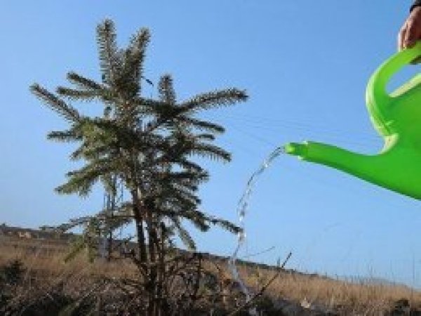 11 Kasım'da 11 milyon fidan toprakla buluşacak