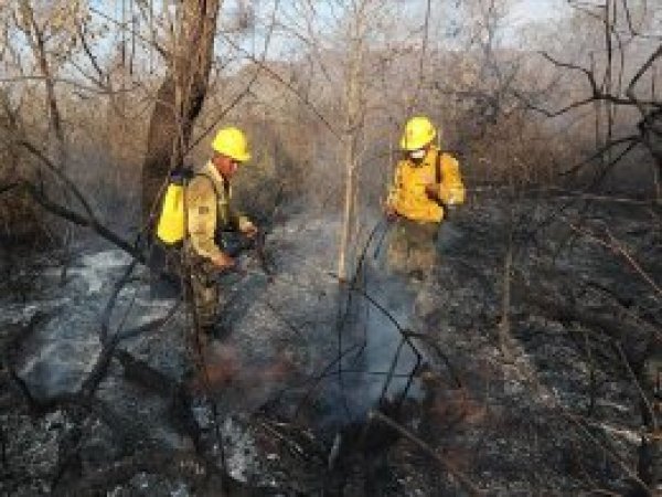 Amazonlardaki yangınlara çözüm için zirve düzenlenecek