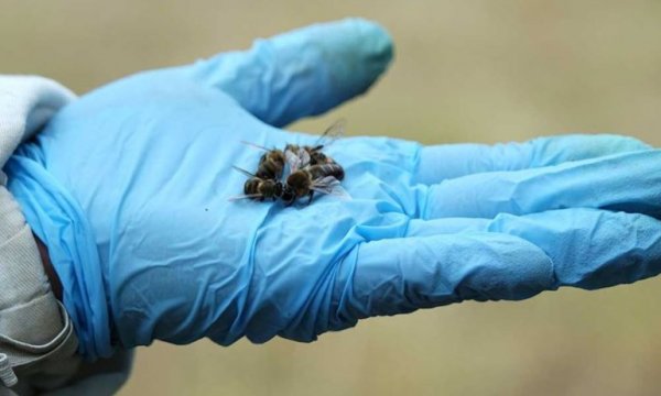 'Biyolojik kirlilik arı ölümlerini artırıyor'