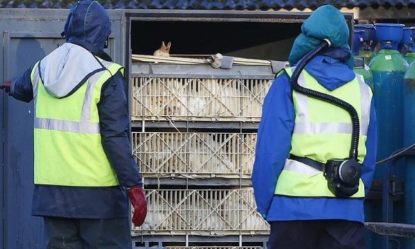 Polonya'da kuş gribi nedeniyle 100 binden fazla kümes hayvanı itlaf edildi