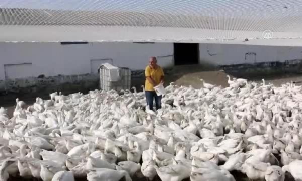 Hobi olarak başladıkları kaz yetiştiriciliğinde çiftlik sahibi oldular