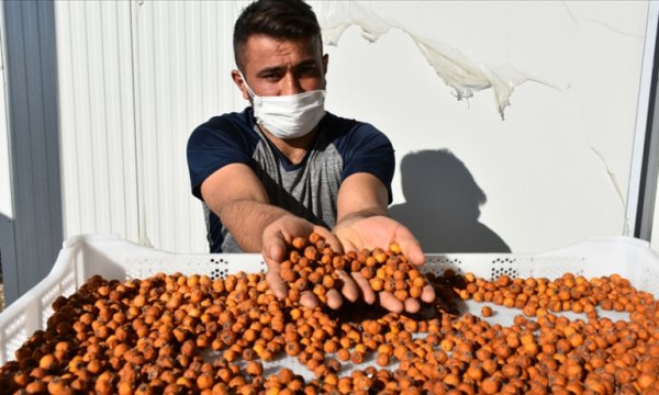 'Alıç'ı kurutarak ekonomik değerini yaklaşık 8 kat artırdı
