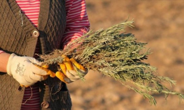 İstanbul'dan köyüne döndü, devasa lavanta bahçesi kurdu