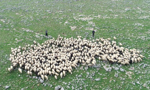 2020 yılı hayvancılık desteklemelerinin uygulama usul ve esasları belli oldu
