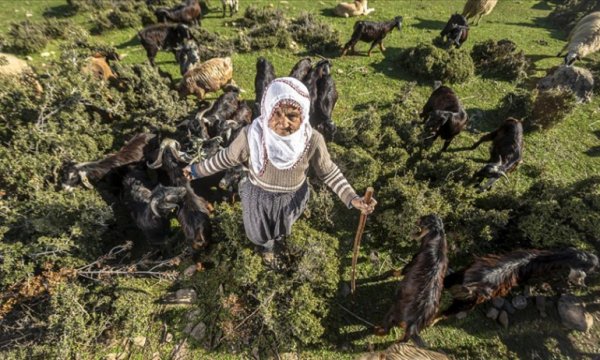 Fatma teyze Amanos Dağları eteklerinde yarım asırdır çobanlık yapıyor