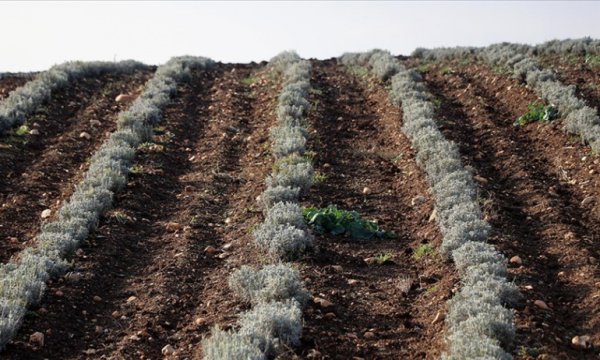Kurak bölgelerde Lavanta üreticinin gözdesi oldu: Kilogramı 40-45 Euro