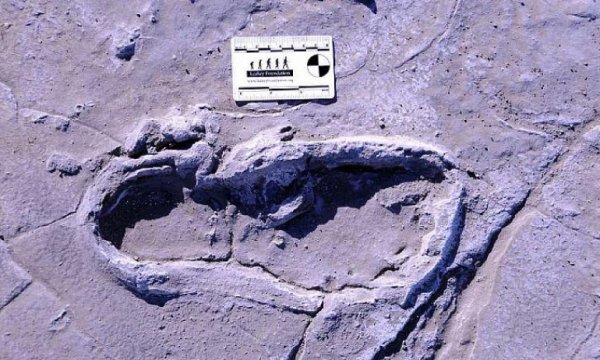 Tanzanya'daki ayak izleri binlerce yıl öncesini aydınlatıyor