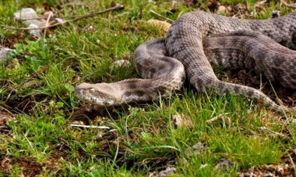 Yılanları öldürmek 'zoonoz hastalıkların önünü açabilir' uyarısı 