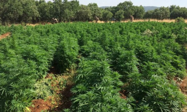 Diyarbakır’da iki haftada 28 milyon kök kenevir ele geçirildi