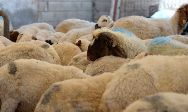 Güneydoğu'dan batı illerine kurbanlık sevkiyatı başladı