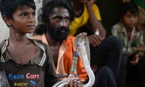Hindistan'da 20 yılda 1.2 milyon kişi yılan ısırığından öldü