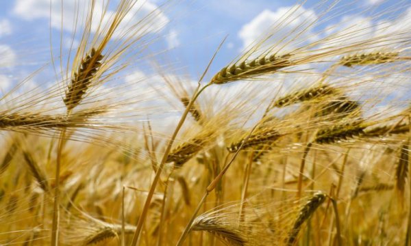 Rapor: Koronavirüs gıda fiyatlarını düşürecek