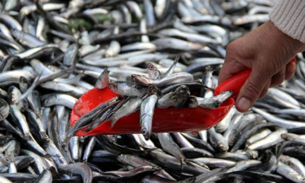 Karadeniz'de hamsi bolluğu: Fiyatı yarıya düştü